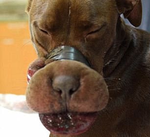 Charleston man sentenced for duct taping dog's snout, leaves it deformed