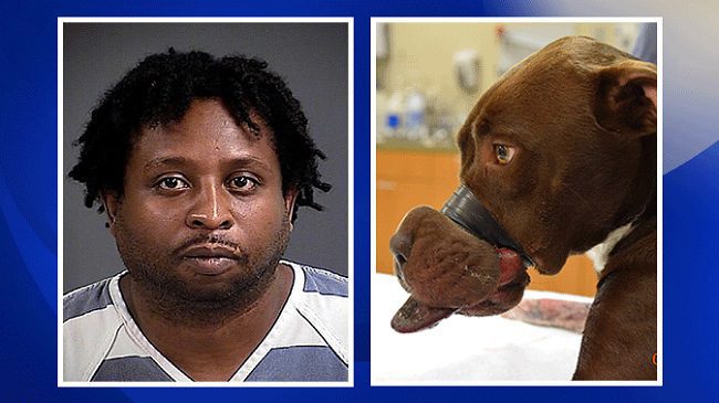 Charleston man sentenced for duct taping dog's snout, leaves it deformed