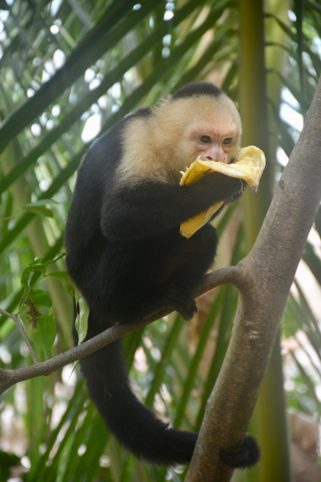 Monkey attacks Home Depot worker when owner takes it shopping