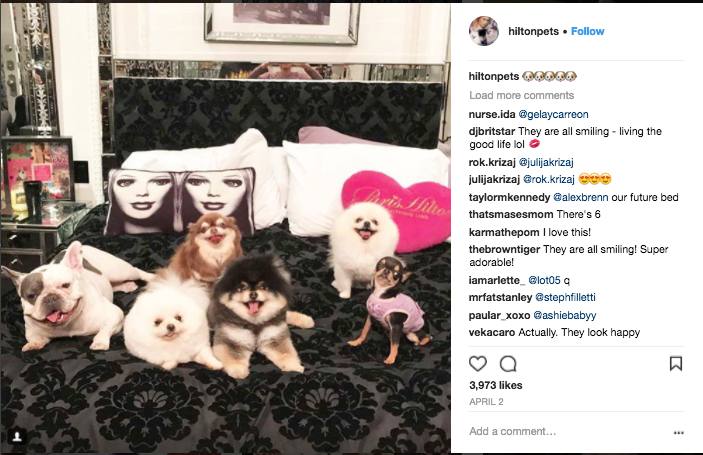 Celebrities with the cutest dogs in 2017