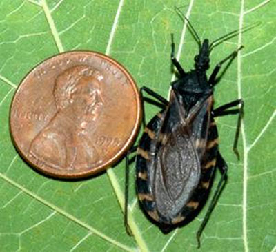 Warning issued as Chagas, disease spread by 'kissing bug,' spreads in U.S.