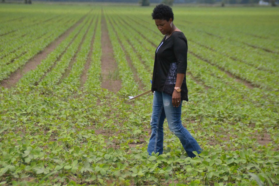 Black farmers sue White company for selling them 6 tons of bad seed on purpose