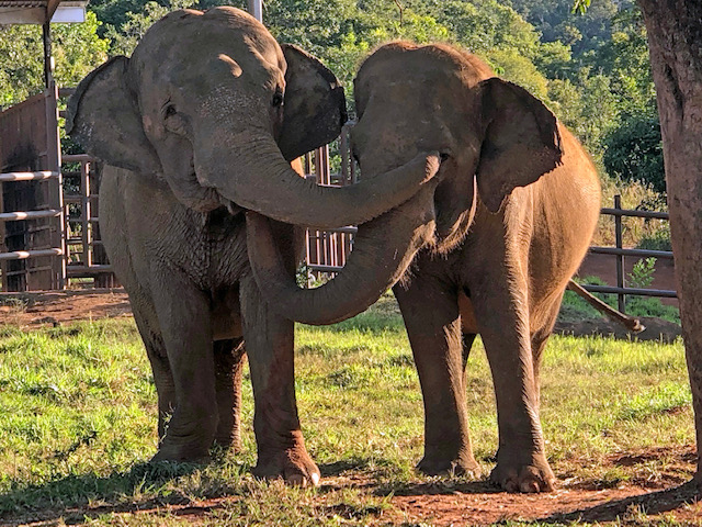 How an elephant named Mara found sanctuary after 50 years in circuses and zoos