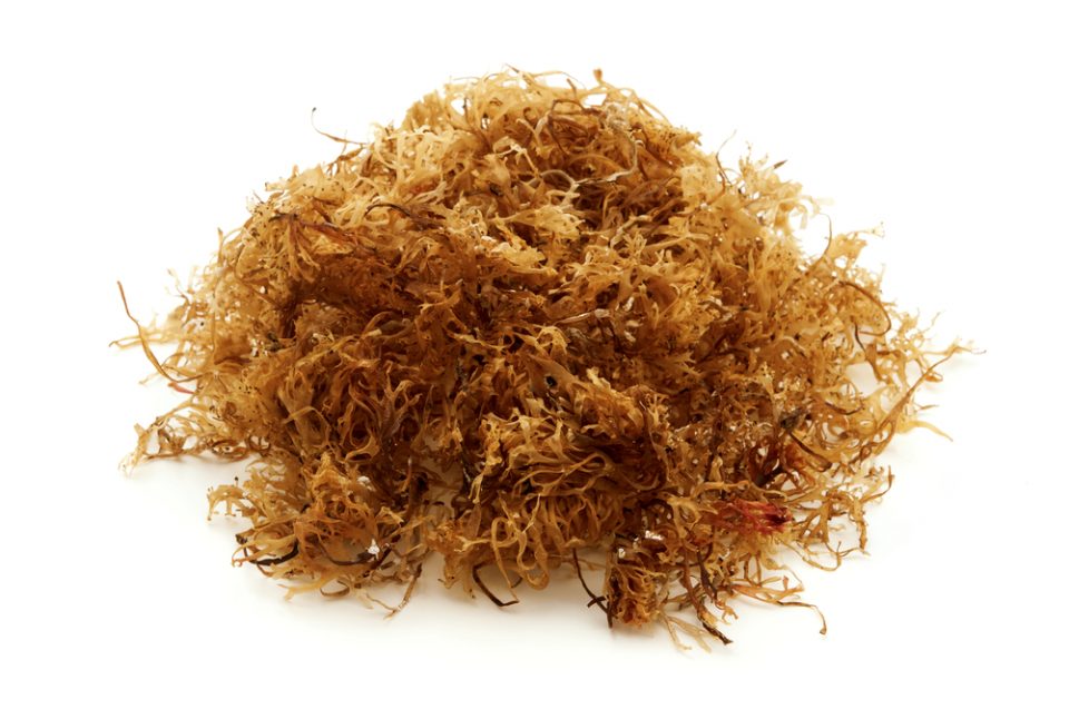 Sea moss: The miracle weed from the ocean that increases libido and more