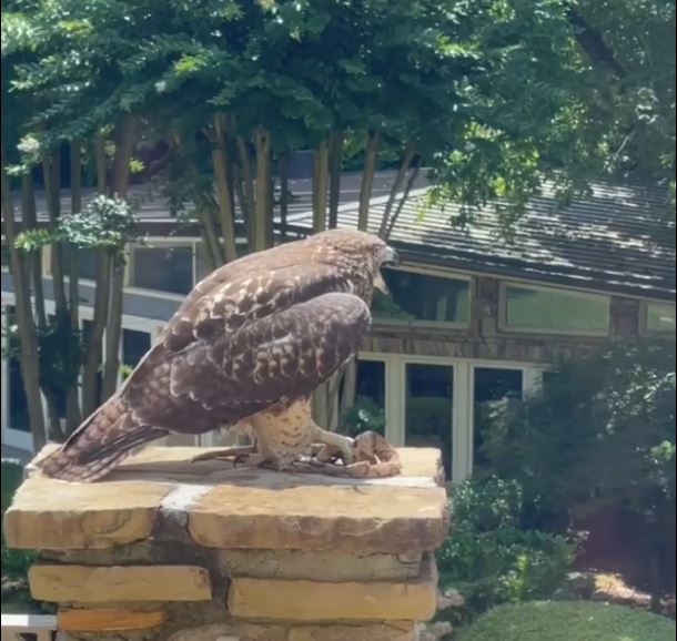 Dwayne Johnson and massive hawk face off. Who won?