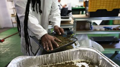 Nick Wilson an employee at Green Toad Hemp, a member of the AgriUnity cooperative, sifts through smokable hemp for CBD for stems on April 19, 2021 in Metter, Georgia. The AgriUnity cooperative is a group of Black farmers formed to better their chances of success by putting their resources together in order to reduce their overhead costs of farming, allowing for market expansion and creating a demand for their products to help bring higher profits and building a sustainable economic plan. (Michael M. Santiago/Getty Images)