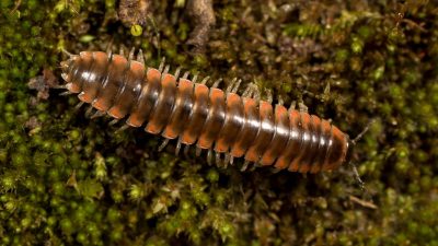 A newly described millipede, Nannaria swiftae, is named after the U.S. singer-songwriter Taylor Swift. (Dr Derek Hennen/Zenger)