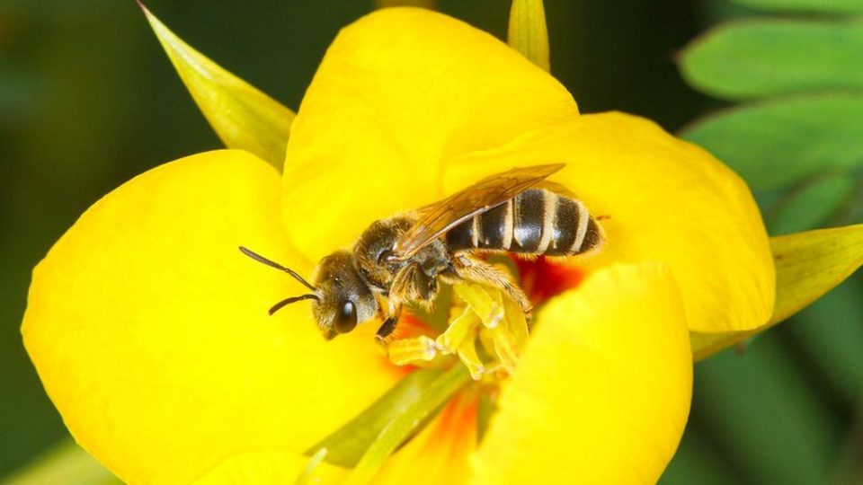 A bee of the genus Ceratina on a plant of the genus Ipomoea (morning glory). (Joe Zientek/Zenger)