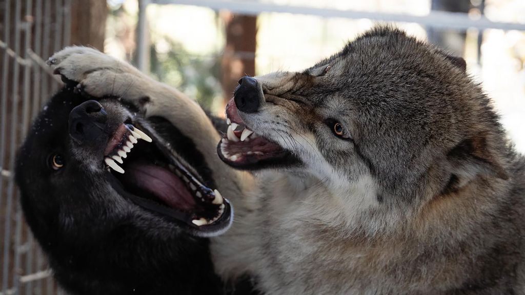 The male wolfdog named Faelen (left) together with the wolfdog Maeve (right). (@runningwithwolfdogs/Zenger).