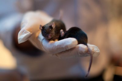 Developer Eran Lumbroso holds a mouse during a demonstration at The 2nd International Conference of Israel Homeland Security expo on November 12, 2012 in Tel Aviv, Israel. (Photo by Uriel Sinai/Getty Images)