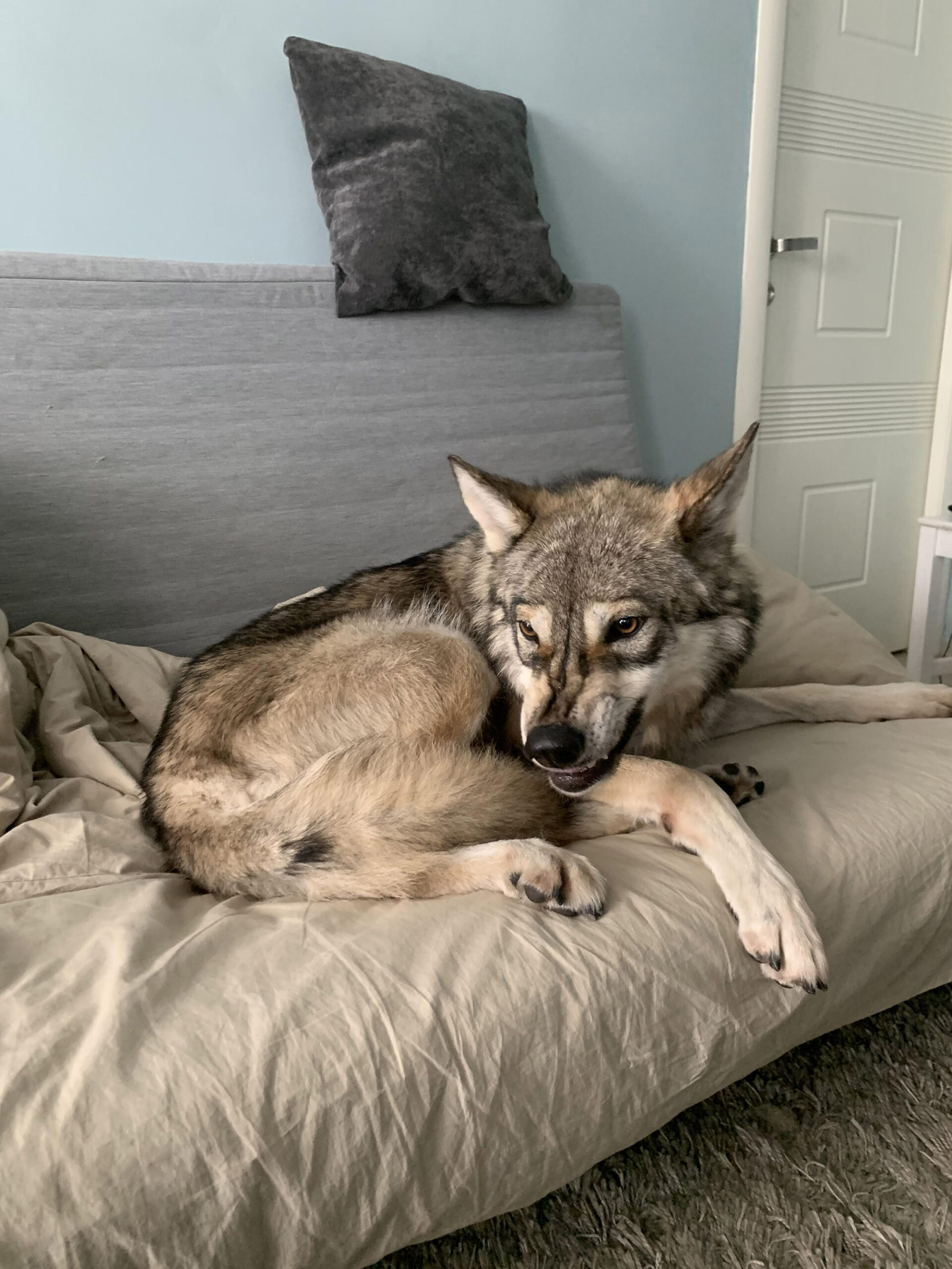 Picture of Kira the wolfdog while her attention is elsewhere. (@she.s.a.wolf/Zenger)