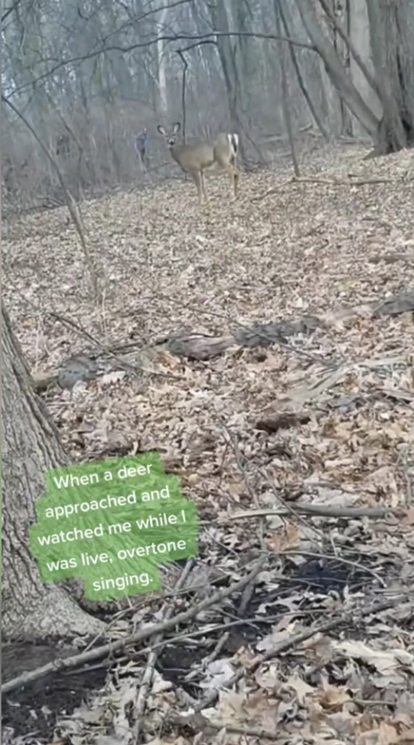 Terence MG Leano, 26, who lives in Windsor, Ontario in Canada filmed two unidentified creatures and a deer which appeared in the background while he was singing. (@throatsingking/Zenger)