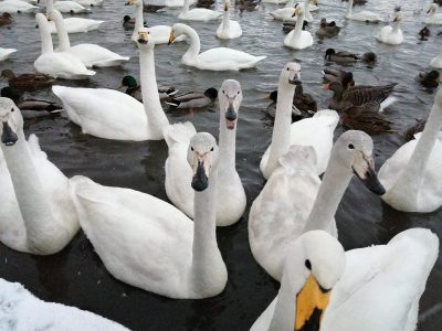 Swans would rather squabble over the best feeding spots... than have a nap, according to new research. (Simon Galloway, SWNS/Zenger)