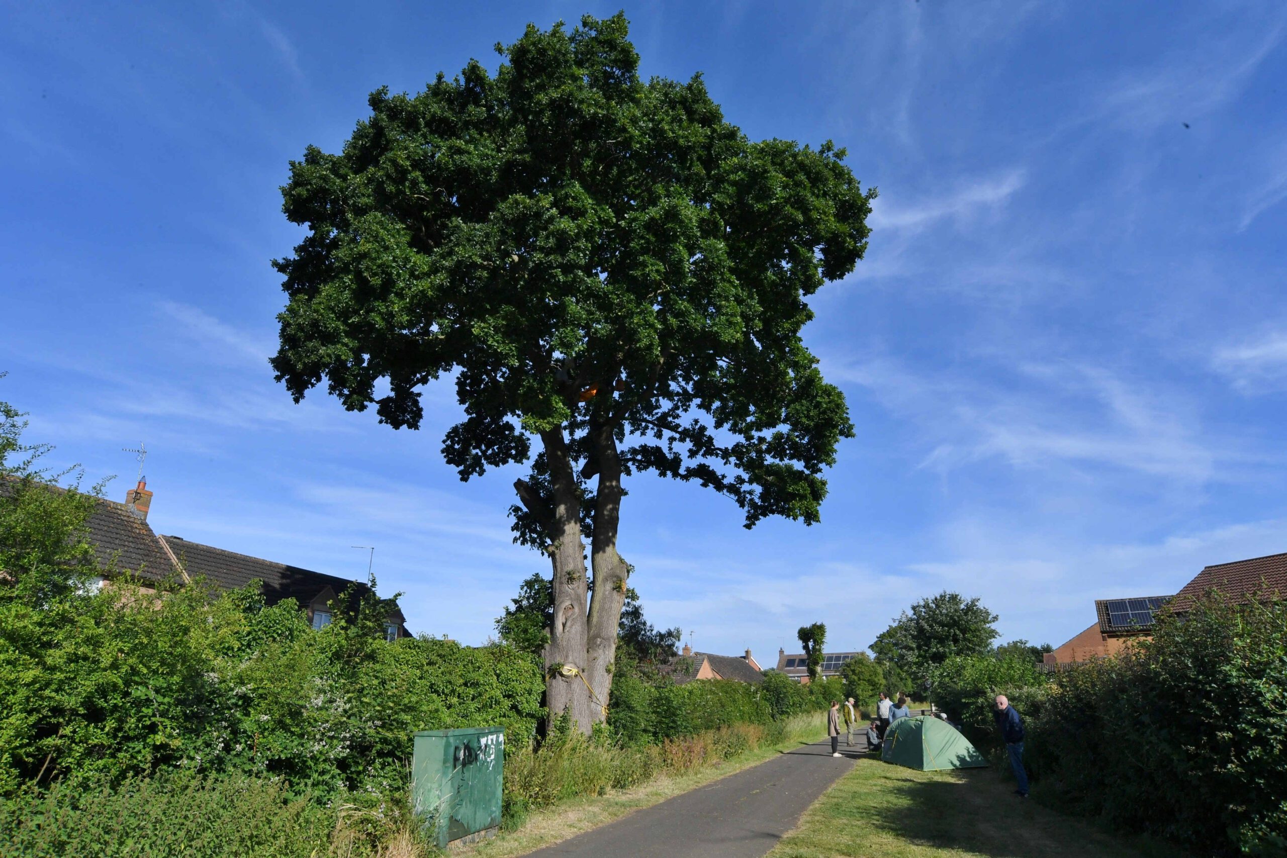 An Extinction Rebellion activist has halted the felling of a 600-year-old oak tree. (Ben Turner, SWNS/Zenger)