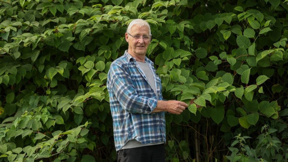Dennis Hodson poses with knotweed at Brickfields Park Worcester in undated photograph. Japanese knotweed is growing in Worcester Brickfields Park and spreading into neighboring gardens. (SWNS/Zenger)