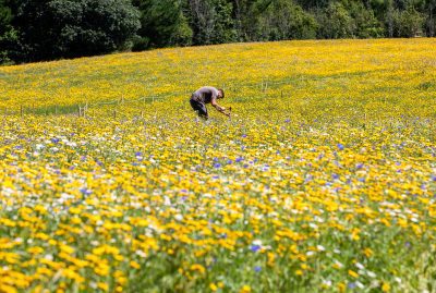 A Wildflower Meadow has come into bloom at The Lost Gardens of Heligan in Cornwall, in the U.K. on July 28, 2022. (SWNS/Zenger)