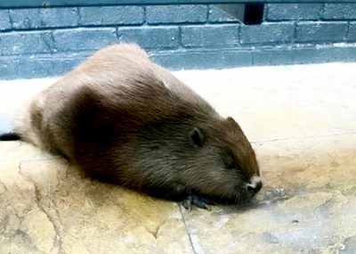 The beaver at the Yew Tree pub prior to rescue, in undated photograph. Customers in a Staffordshire pub were given a surprise after an unusual visitor walked in. (Linjoy Wildlife Sanctuary, SWNS/Zenger)