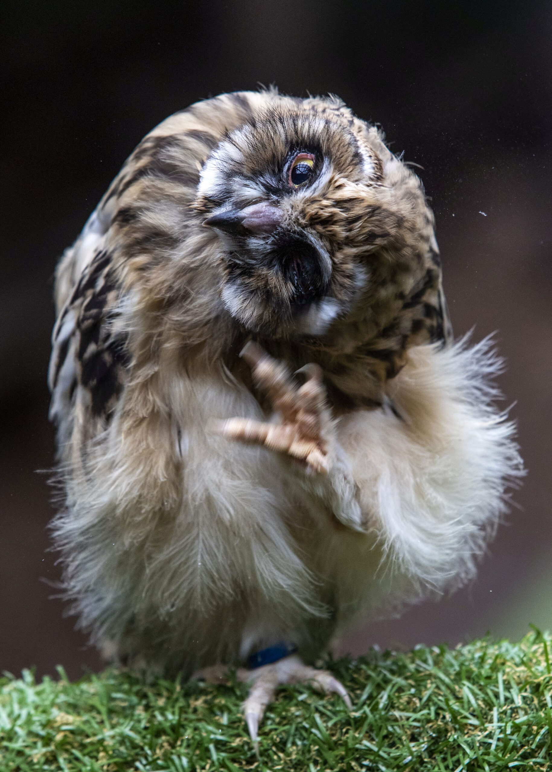 Machrihanish, the seven-week-old short-eared owl, at the Scottish Owl Center in West Lothian, which is the first ever to be bred in captivity in Scotland. July 2, 2022. (SWNS/Zenger)