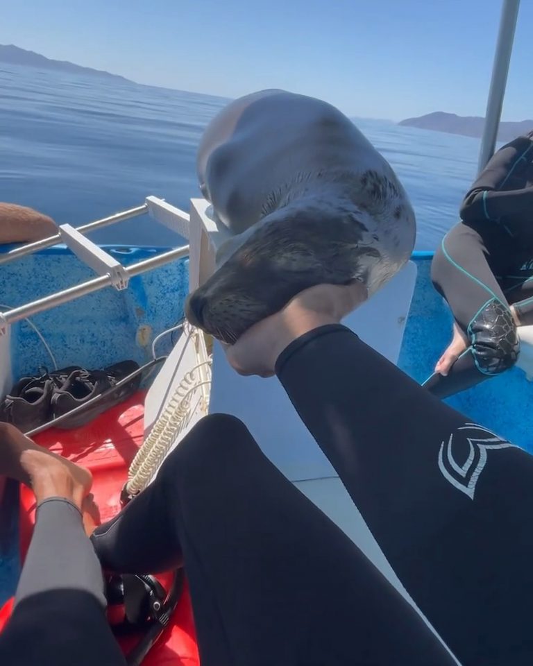 Alexander Schmidt Márquez, 30, petting the sea lion on his panga, in La Ventana, Baja California Sur, Mexico, on Tuesday, April 26, 2022. The sea lion fell asleep and was likely very exhausted.  (@alexsharks_/Zenger)