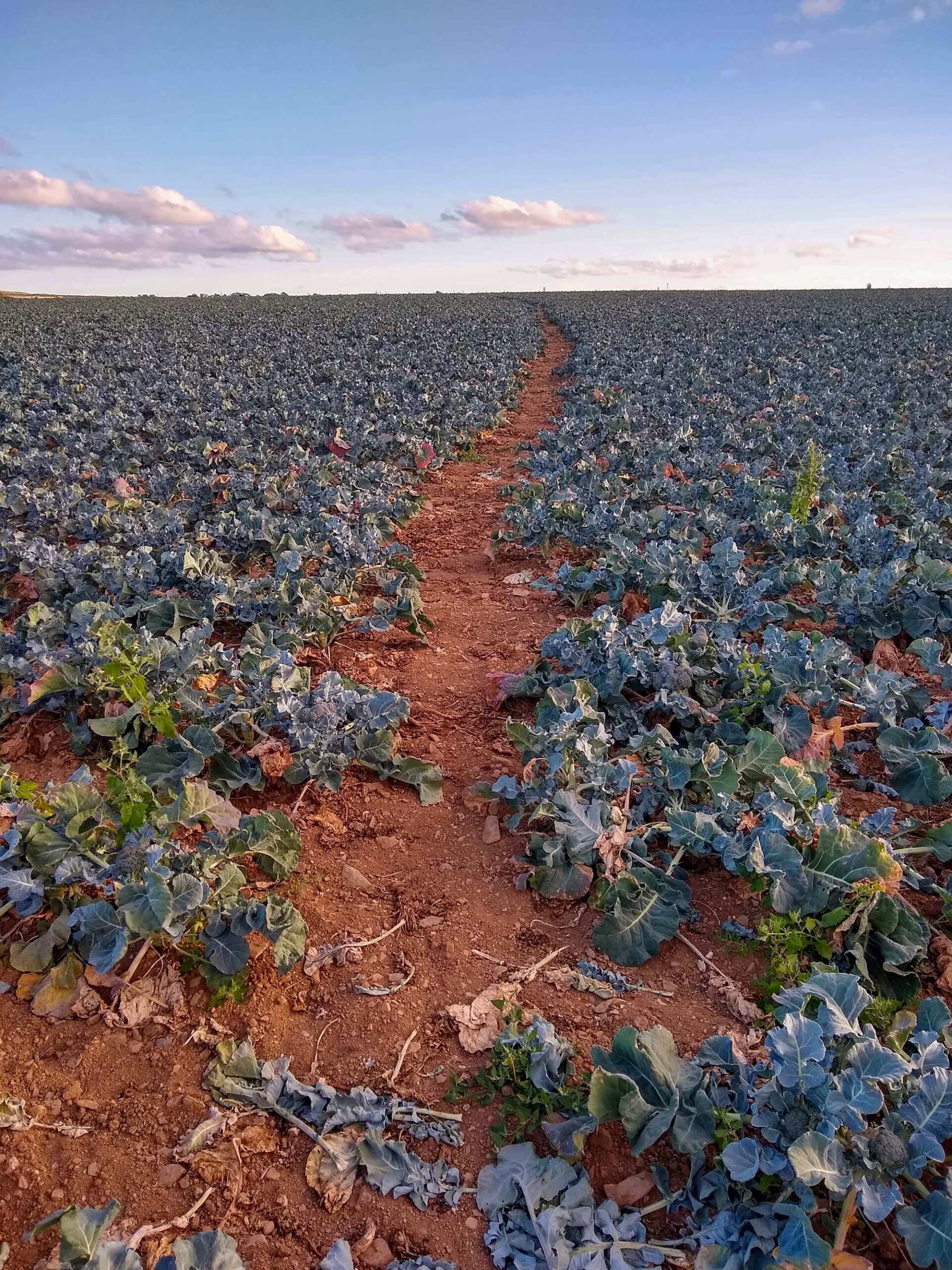 A farmer has cleared a path through his crops after being threatened with a lawsuit for blocking access to hikers in St Ervan, Cornwall, in the UK. Undated photograph. (Open Spaces Society,SWNS/Zenger )