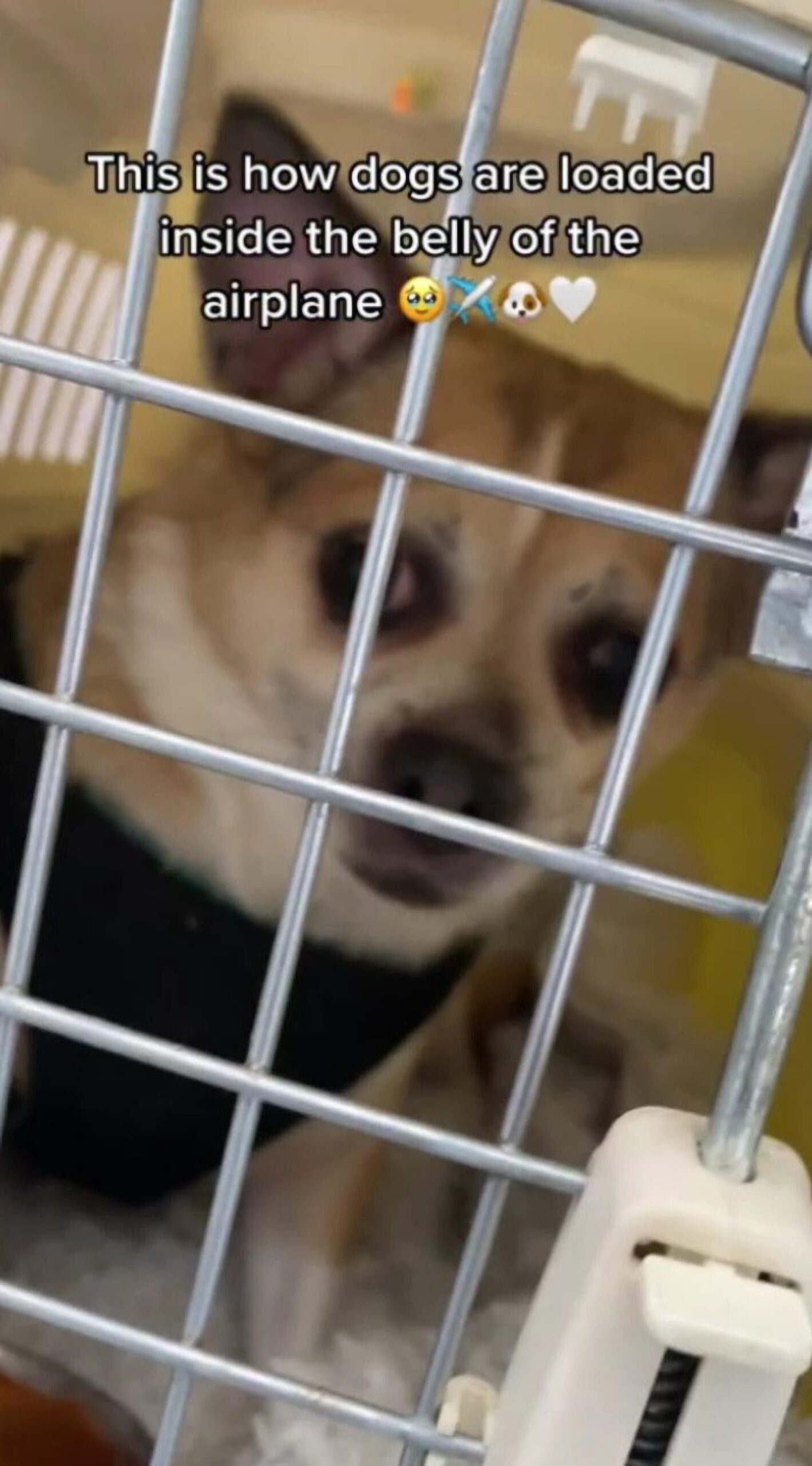 Dog being loaded in plane cargo hold in undated footage. This sparked a debate on pet travel over the safety of dogs.  (@djsugue/Zenger)