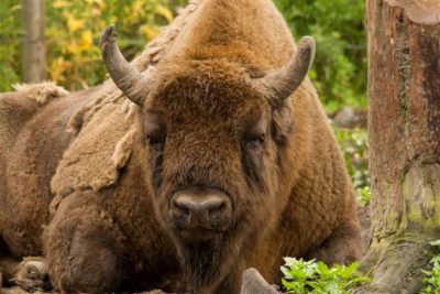 Bison pictured in an undated photo. Hollywood legend Leonardo DiCaprio has hailed the rewilding of bison in the U.K. via a Facebook post, despite eating the animals' raw liver while filming his Oscar-winning movie The Revenant. (Steve Chatterley, SWNS/Zenger)