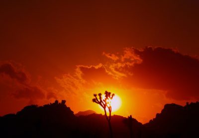Sunset,At,Joshua,Tree,National,Park,,California,,Usa