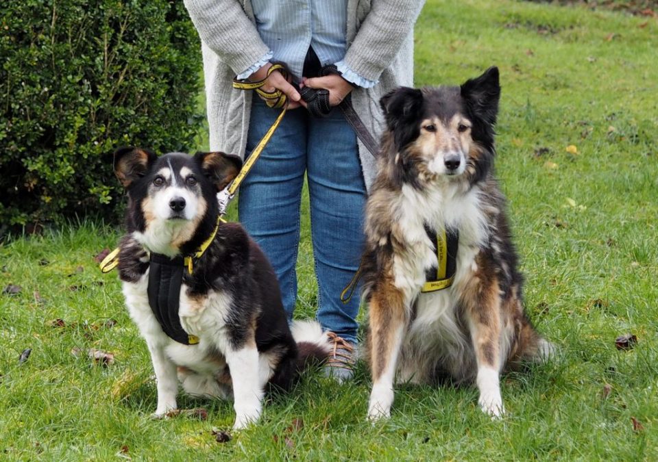 Sue Lewis, with Teddy (R) & Sheba (L). These dogs have a combined age of 34. An animal charity's oldest-ever pair of dogs have finally found their forever home after they were previously overlooked because of their combined age of 34. DOGS TRUST/SWNS TALKER