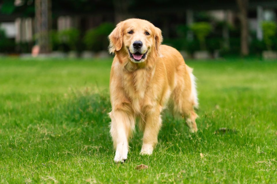 Most profitable store dogs to breed