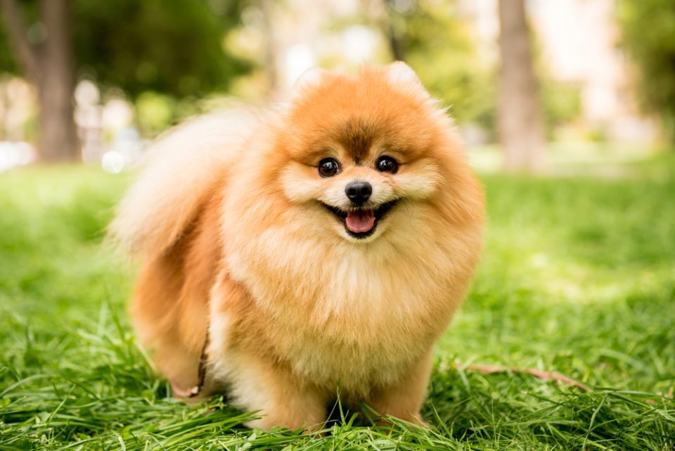 Most profitable store dogs to breed