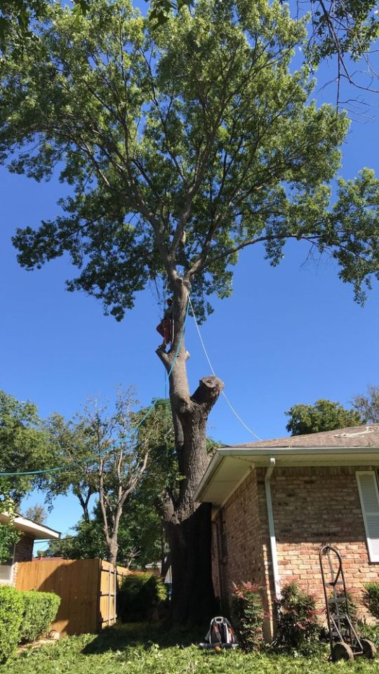 Brother’s Tree Trimming - Rolling Out