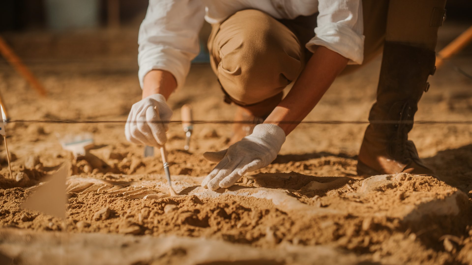 Paleontologist cleaning a fossil