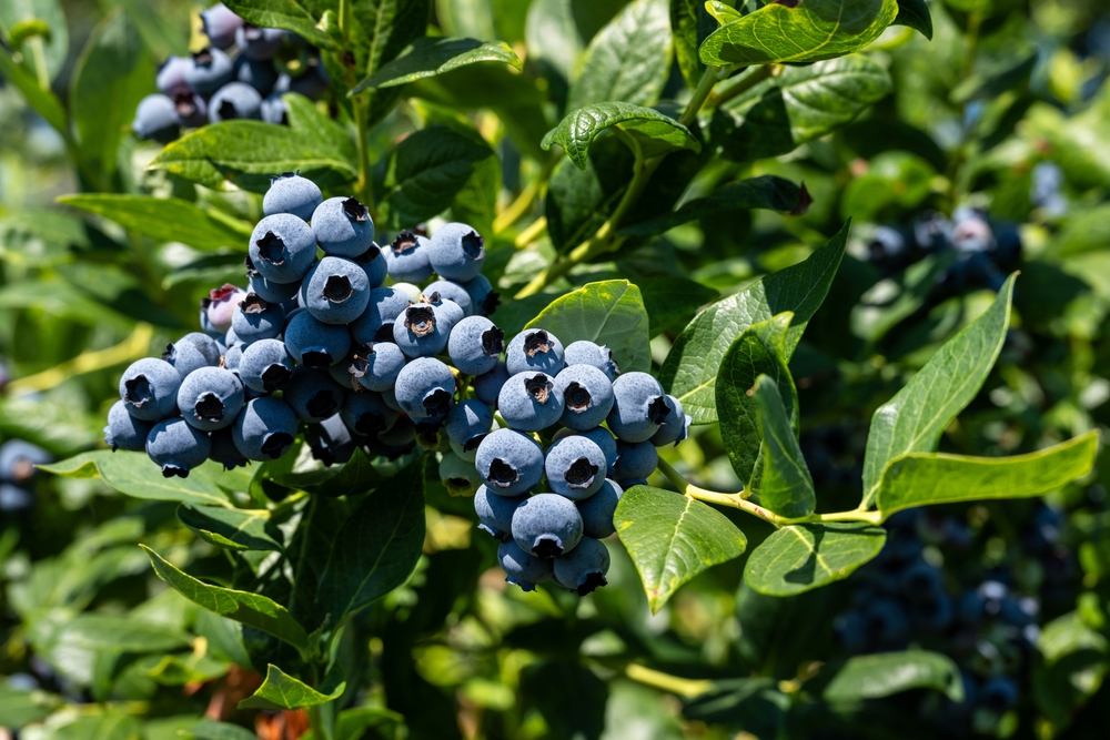 Blueberry, overconsumption, health risks