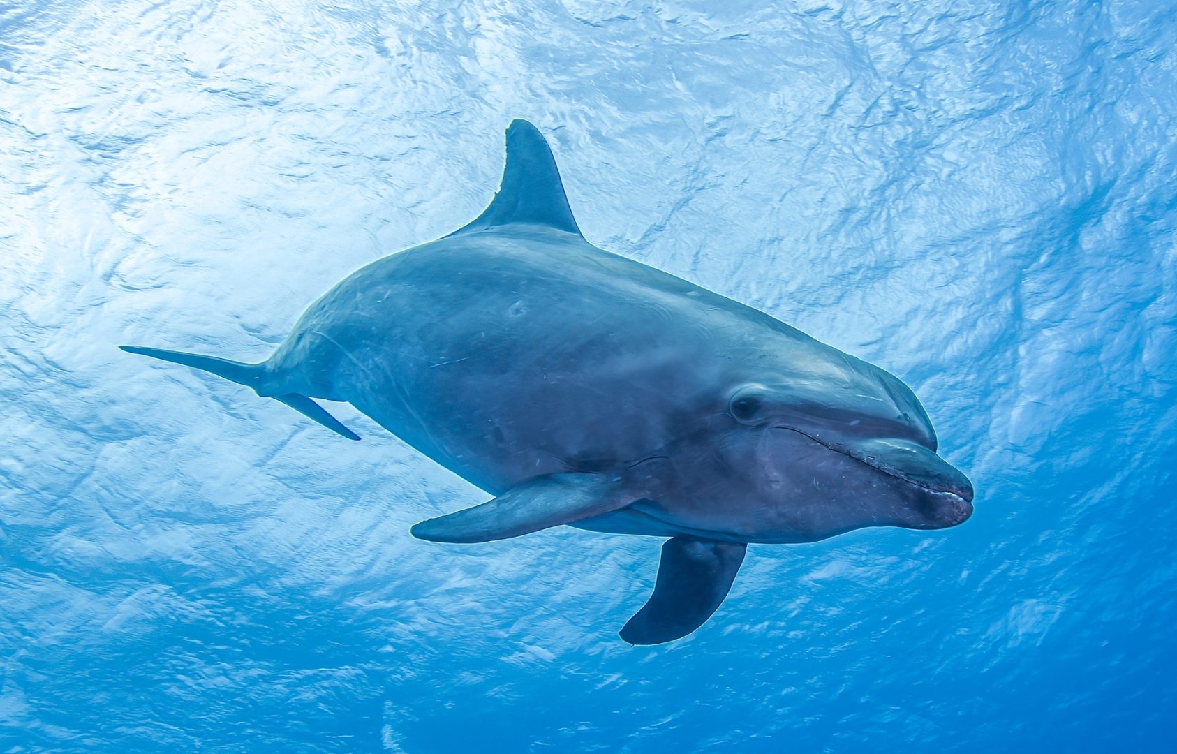 dolphin shutterstock_2377152209