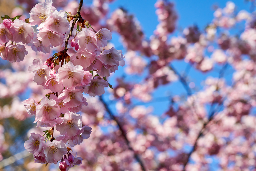 cherry, blossom