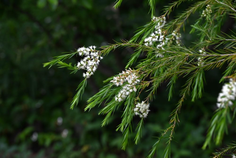 tea tree, terpenes