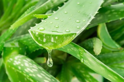 Aloe vera, skin