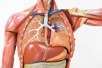 organs, aging, health
