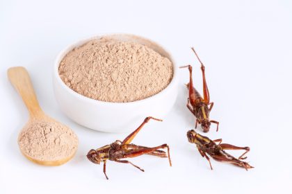 insect, high protein, food