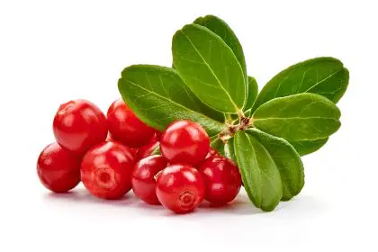 benefits of lingonberries