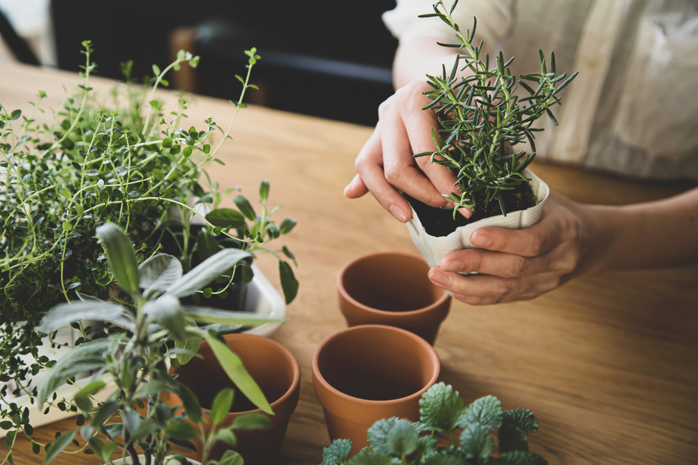 Garden, home, herbs, plant