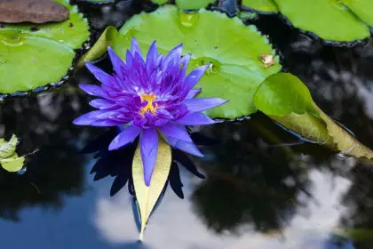 Plant, blue lotus, healing, ancient
