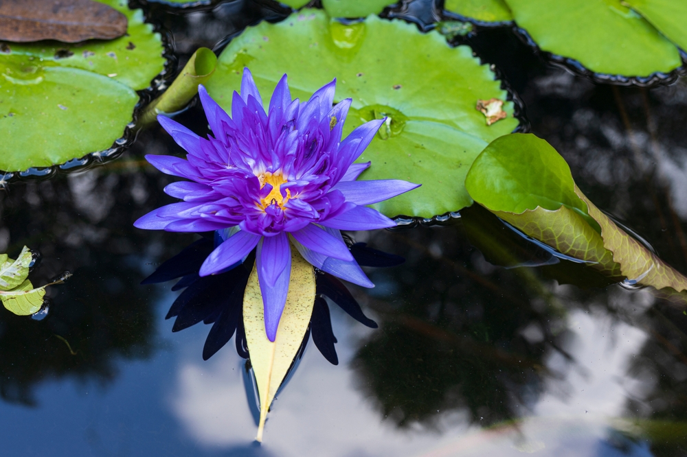 Plant, blue lotus, healing, ancient