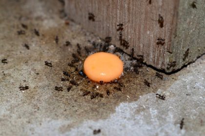 Asian needle ants