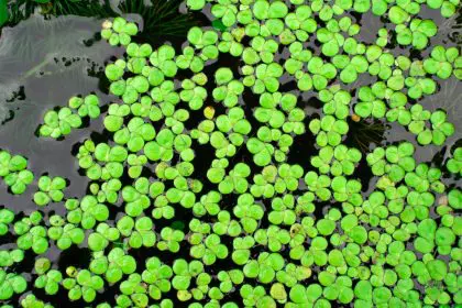 Duckweed, food, pond scum