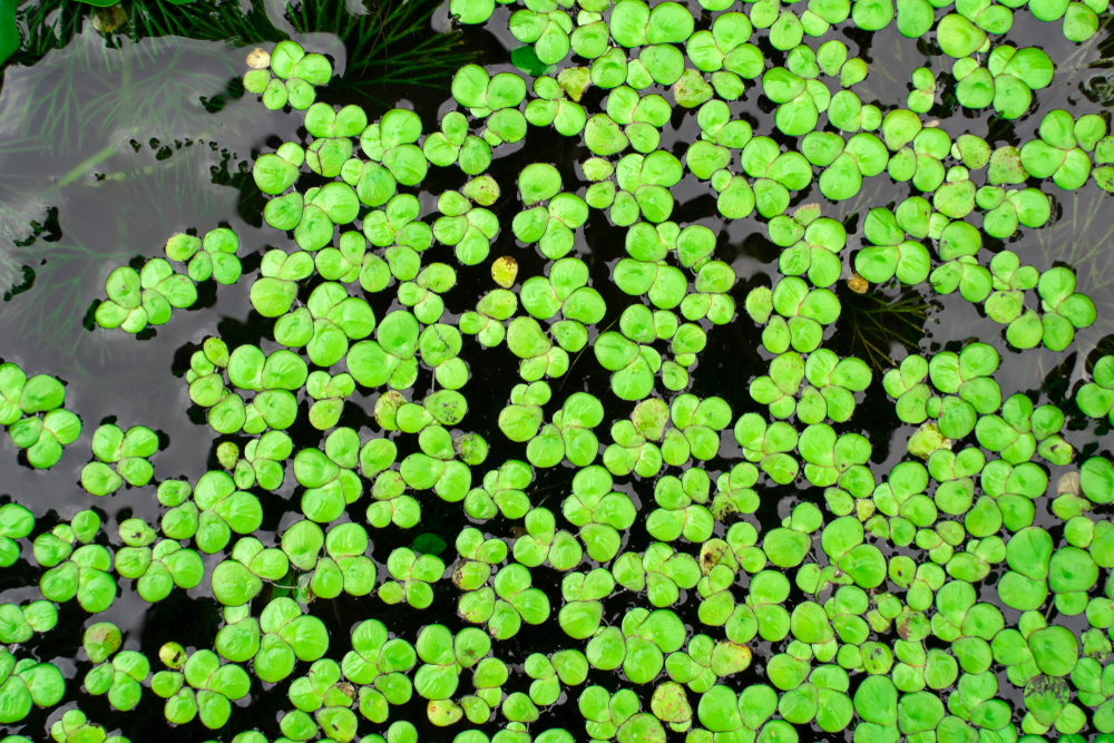 Duckweed, food, pond scum