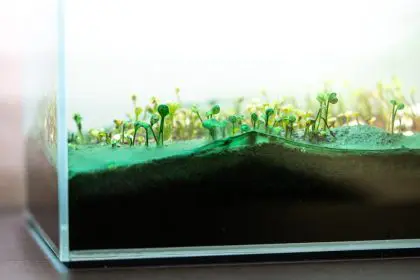Algae, skincare, beauty