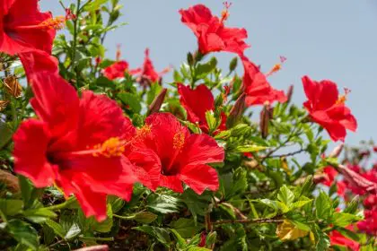 Hibiscus flower, tea, health,