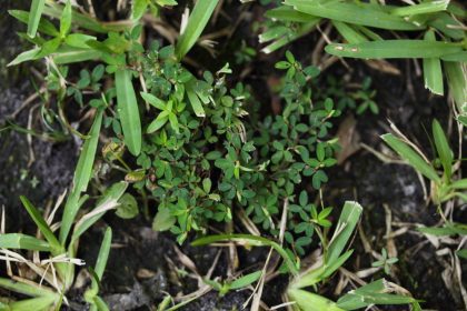 Foraging, foods, weeds, vegetable