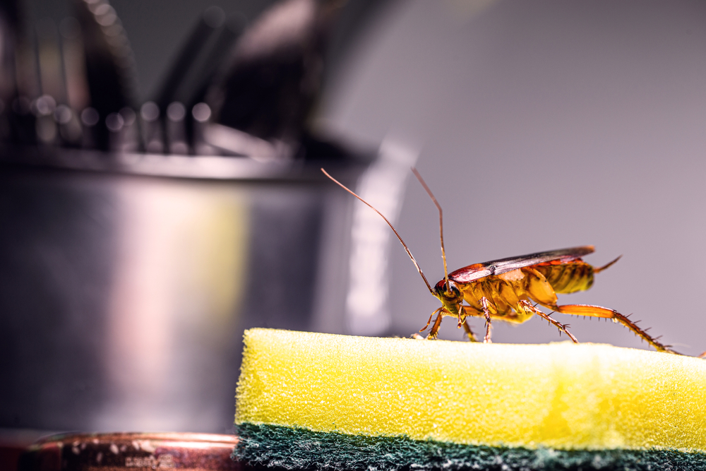 cockroach, infestation, disease prevention